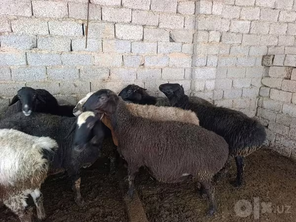 میش, گوسفند