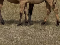 Cavallo, Bashkir horse — foto 5