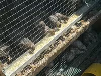 Quails — عکس 2