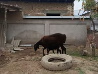 بھیڑ, بھیڑیں — تصویر 1