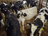 Bull, Holstein breed — photo 1