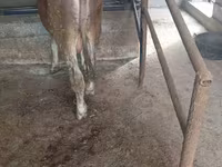 گاو نر, Swiss cattle — عکس 7