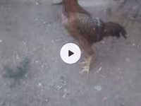 Chickens — 2. fotó