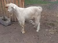 雄ヤギ, Saanen goat — 写真 4