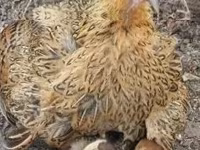 Chickens — 照片 8
