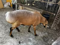 مینڈھا, بھیڑیں — تصویر 6