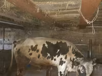 Byk, Russian Black pied cattle — zdjęcie 1