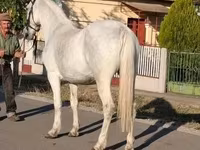 Kuda betina, Horses — foto 6