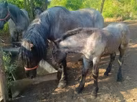 Kısrak, Atlar — foto 4