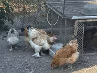 Gallina ceca dorata variegata — foto 3