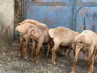 Oaie, Arashan sheep — foto 4