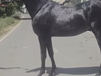 Koń, Friesian sport horse — zdjęcie 8