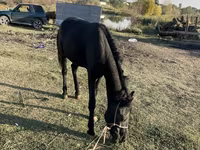 Cavallo, Cavalli — foto 3