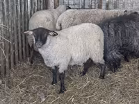 Schaf, Ile-de-France sheep — Foto 4