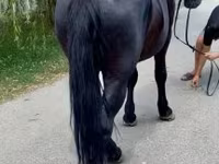Koń, Konie — zdjęcie 2