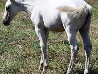 பெண் குதிரை, Quarter Horse — புகைப்படம் 3