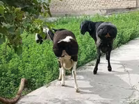 مینڈھا, بھیڑیں — تصویر 1