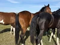Iapă, Dutch warmblood horse — foto 3