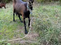 Buk, Nubian Goat — foto 1