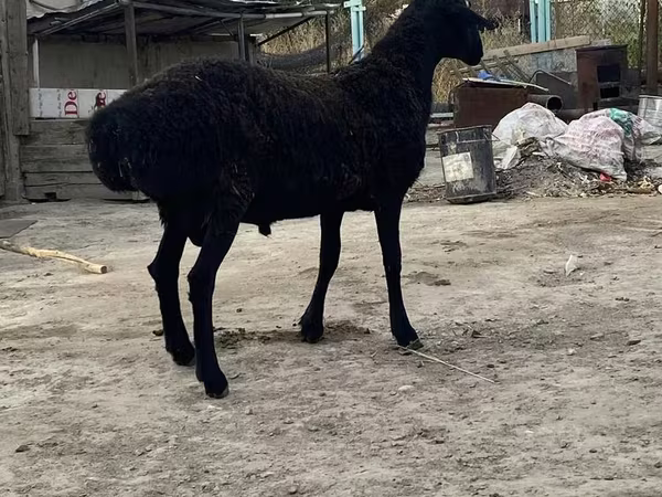 Berbec, Hissar sheep