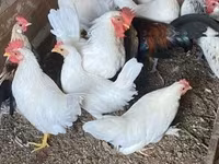 Chickens — 照片 1