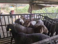 Kambing jantan, Sheep — foto 2