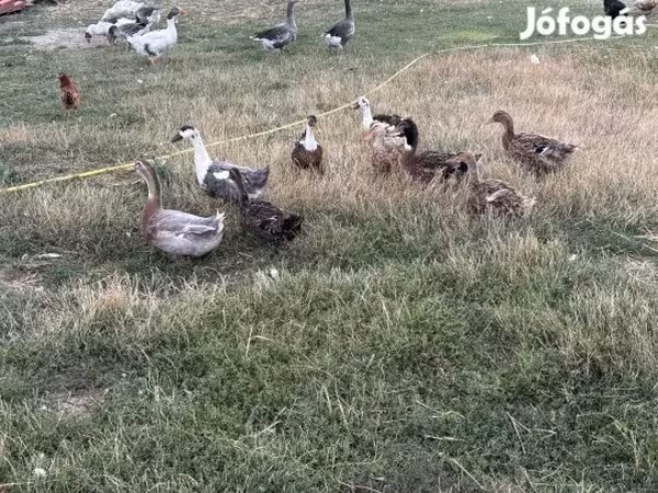 Ducks