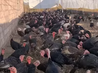 Turkeys — फ़ोटो 1