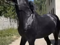 Koń, Friesian sport horse — zdjęcie 7