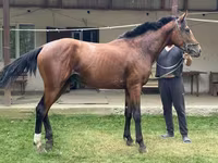 ม้าตัวผู้, ม้า — รูปภาพ 3