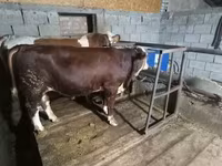 Бух, Simmental cattle — 3 зураг