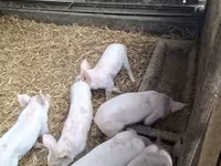 Locha, Świnie — zdjęcie 1