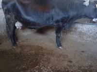 गाय, Swiss cattle — फ़ोटो 7
