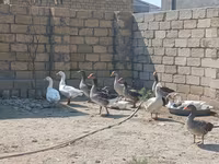 Geese — foto 2
