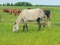 Kobila, Arabian horse — fotografija 2
