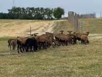 Oi (lot, sex nespecificat), Cameroon sheep — foto 5