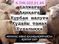 قوچ, گوسفند — عکس 1