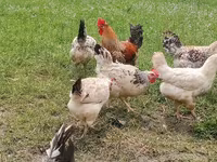 Chickens — الصورة 3