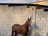 گھوڑا, Friesian sport horse — تصویر 2