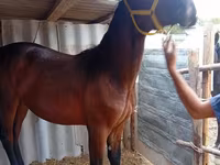 Cal, Friesian sport horse — foto 4