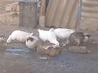Ducks — புகைப்படம் 2