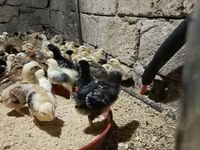Chickens — 2. fotó