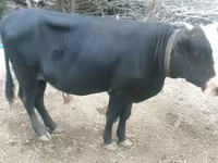 گاو نر, گاو — عکس 1