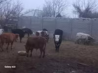 Lembu jantan, Cattle — foto 2