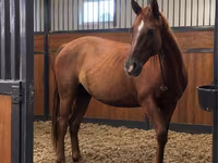 ሴት ፈረስ, Thoroughbred horse — ፎቶ 1