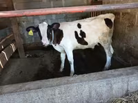 Toro, Swiss cattle — foto 5