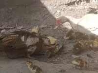مسکوی خانگی — عکس 6