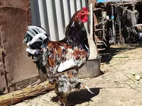 Chickens — عکس 3