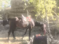 اسب نر, اسب — عکس 6