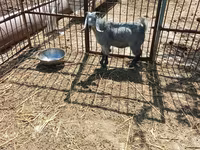بز نر, Damask goat — عکس 4